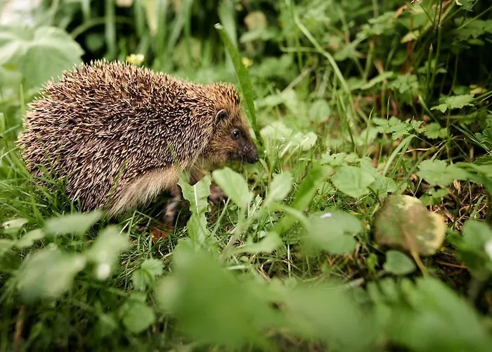 Kwatera prywatna Le Couvent *