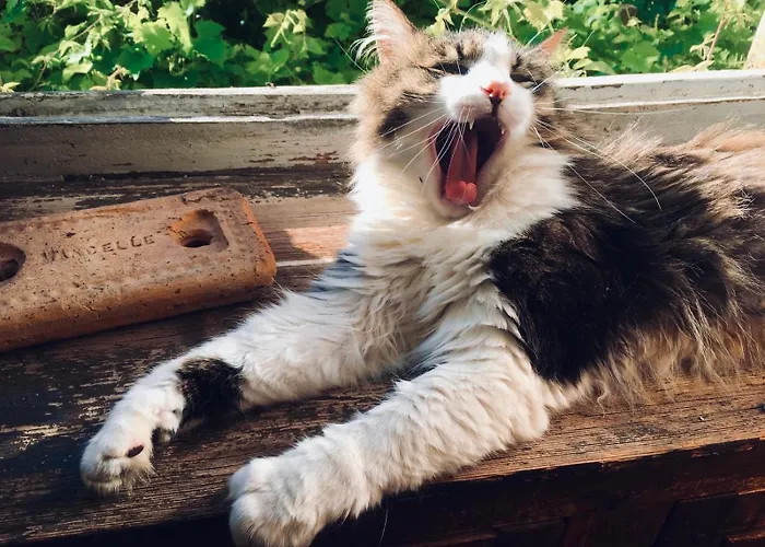 Le Couvent Quarto em Acomodações Particulares