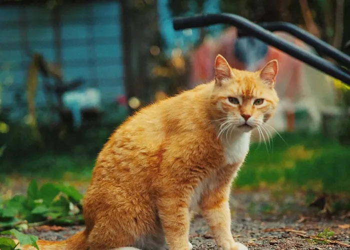 Quarto em Acomodações Particulares Le Couvent